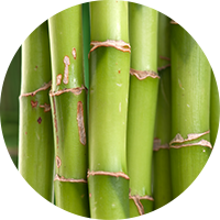 Bamboo Stem Extract
